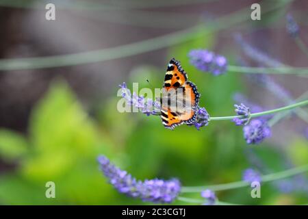 Small tortoiseshell (aglais urticae) butterfly taking nectar from lavender blossom Stock Photo