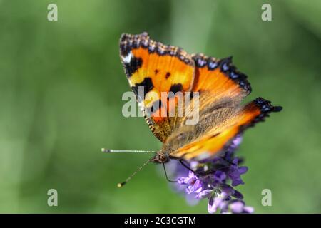 Small tortoiseshell (aglais urticae) butterfly taking nectar from lavender blossom Stock Photo