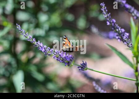 Small tortoiseshell (aglais urticae) butterfly taking nectar from lavender blossom Stock Photo