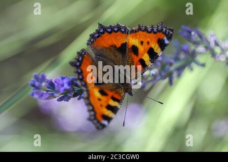 Small tortoiseshell (aglais urticae) butterfly taking nectar from lavender blossom Stock Photo