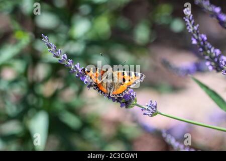 Small tortoiseshell (aglais urticae) butterfly taking nectar from lavender blossom Stock Photo