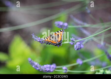 Small tortoiseshell (aglais urticae) butterfly taking nectar from lavender blossom Stock Photo