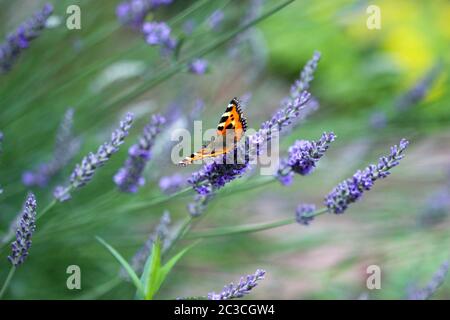 Small tortoiseshell (aglais urticae) butterfly taking nectar from lavender blossom Stock Photo