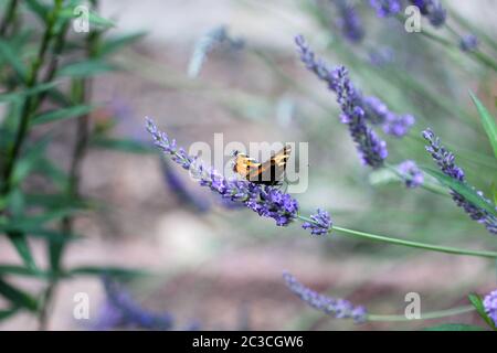 Small tortoiseshell (aglais urticae) butterfly taking nectar from lavender blossom Stock Photo