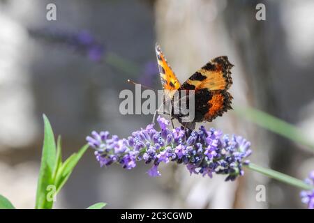 Small tortoiseshell (aglais urticae) butterfly taking nectar from lavender blossom Stock Photo