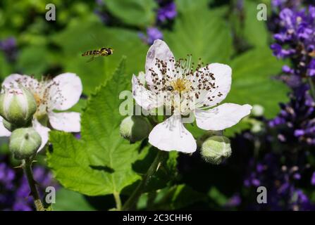 Macro close up of isolated pink white blackberry (rubus) flower and buds with one flying honeybee (apis mellifera), blurred green background Stock Photo
