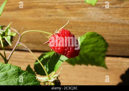 Macro close up of one isolated ripe red raspberry (rubus idaeus), wooden wall of garden hut background (focus on berry) Stock Photo