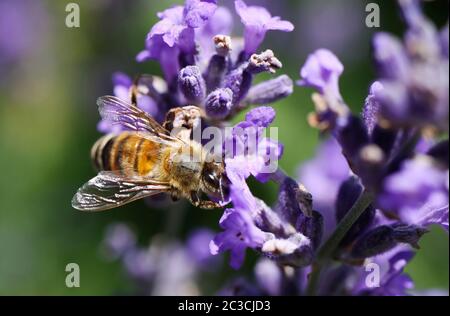 Macro close up of honeybee (apis mellifera) on purple lavender flower (focus on bee) Stock Photo