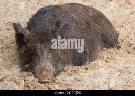 A large female wild boar sleeps comfortably in the mud, Stock Photo