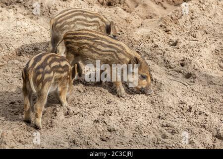 Three little wild boar piglets dig in the ground for food. Stock Photo