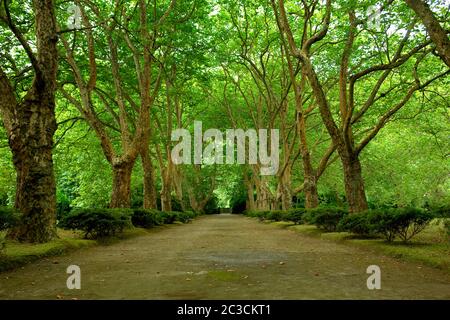 path with trees in azores, s miguel island Stock Photo