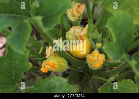 Zucchini plant. Zucchini flower. Green vegetable marrow growing on bush Stock Photo