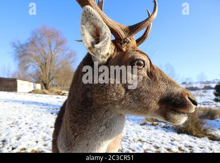 Wide angle shot of a fallow deer with antlers in winter in snow