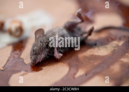 Dead mouse on poison emitting thin smoke Stock Photo