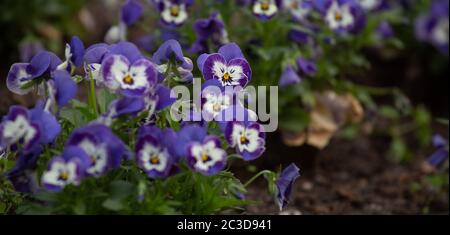 Pansies blooming. Cute two-tone purple and white flowers growing in the flowerbed. Close up shot Stock Photo
