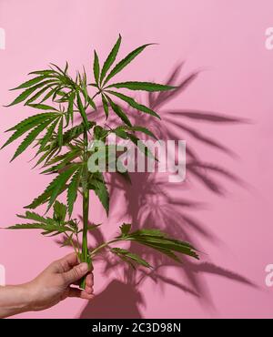 Hand holds hemp plant with big green leaves. Cannabis on a pink background hard light shade. Floral background Stock Photo