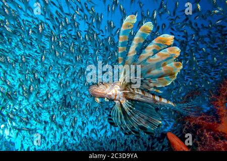 Lionfish Vs. Pygmy Sweepers Stock Photo