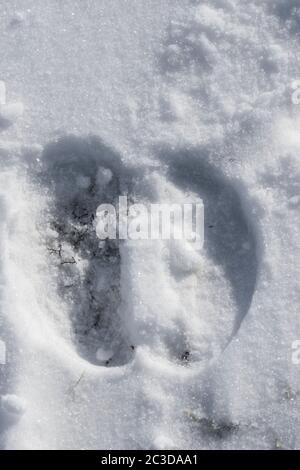Muskox (Ovibos moschatus) close-up of footprint on snow covered tundra in winter, Dovrefjell–Sunndalsfjella National Park, Norway Stock Photo