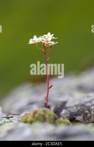 White mountain saxifrage / alpine saxifrage (Saxifraga paniculata / Saxifraga aizoon) in flower in the Alps Stock Photo