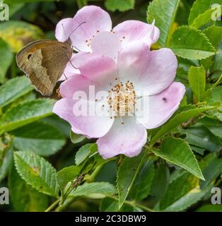 Meadow Brown Maniola jurtina on Dog Rose Rosa Canina - Dorset UK Meadow Brown Maniola jurtina on Dog Rose Rosa Canina - Dorset UK