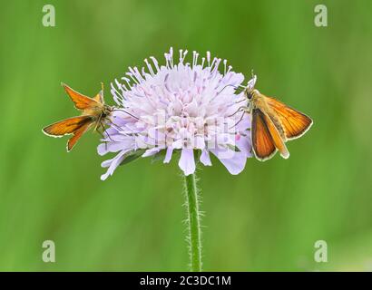 Male and female small skipper butterflies Thymelicus sylvestris feeding on field scabious in a flowery meadow in Wiltshire UK Stock Photo