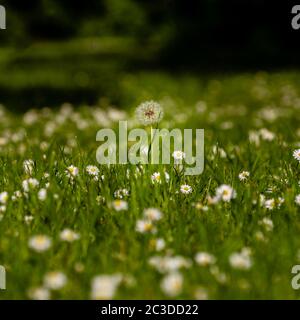 Lonely Dandelion seedhead among Daisies on the field, England, Europe Stock Photo