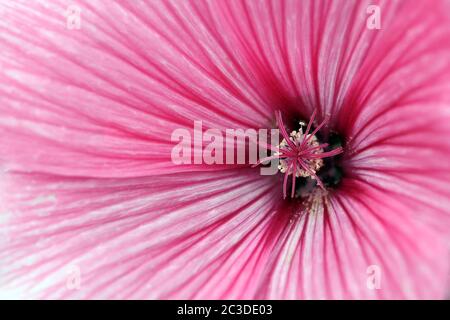 Macro of an Annual Mallow (Lavatera trimestris cv. Twin Hot Pink) flower. Stock Photo