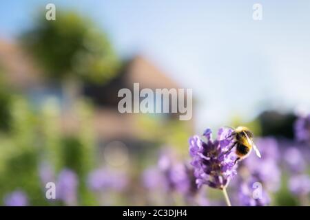 A bumble bee on a lavender flower in front of a soft focus house and tree on a summer day. Stock Photo
