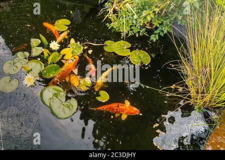 Koi carp in a pond seen from above, just after feeding. Reeds and water lillies are in the pond. Stock Photo