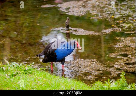 A Pukeko (Porphyrio melanotus) in the Willowbank Wildlife Reserve near Christchurch on the South Island in New Zealand. Stock Photo