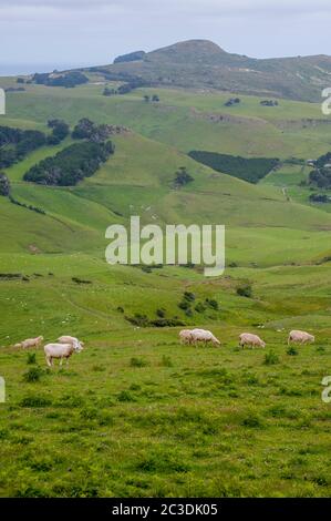 Sheep on the Otago Peninsula in New Zealand Stock Photo - Alamy