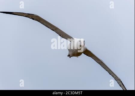 A southern royal albatross (Diomedea epomophora) flying in for landing on Enderby Island, a sub-Antarctic Island in the Auckland Island group, New Zea Stock Photo