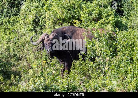 Buffalo in the forest of Aberdare Park in central Kenya Stock Photo