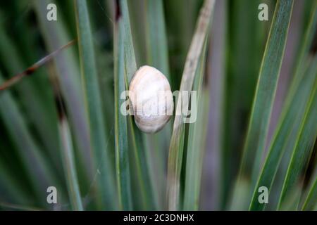 macro of a snail on a prickly plant