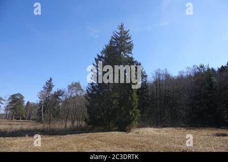 Picea abies, Norway Spruce Stock Photo