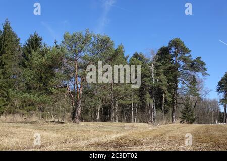Pinus sylvestris, Scots Pine Stock Photo