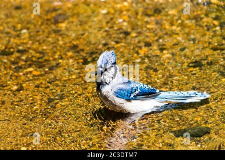 Blue Jay Taking A Bath At Horn Pond Woburn Stock Photo Alamy