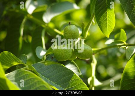 Young unripe walnuts growing on a tree. Close-up. Stock Photo