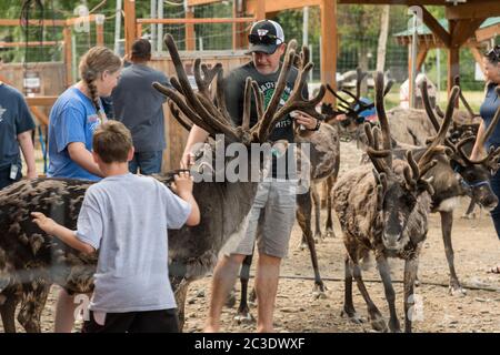 Tourists visit with live reindeer at the Santa Claus House in North Pole, Alaska. The Christmas shop is open all year and a popular tourist destination. Stock Photo