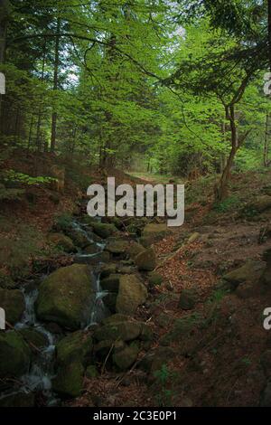 In the Carpathian forests strewn with a variety of vegetation Stock Photo