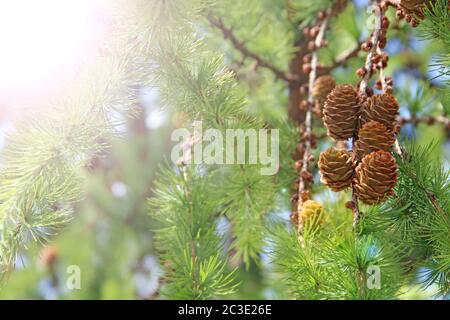 Pine cones on branches lit by sunny rays. Brown pine cone of pine tree. Growing cones close up. Larc Stock Photo