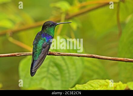 Violet-crowned Woodnymph (Thalurania colombica townsendi) adult male perched on twig  Pico Bonito, Honduras      February 2016 Stock Photo