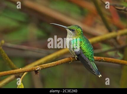 Violet-crowned Woodnymph (Thalurania colombica townsendi) adult female perched on twig  Pico Bonito, Honduras      February 2016 Stock Photo