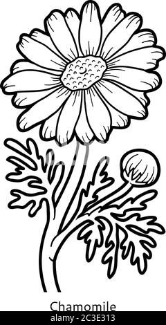 Coloring book for children, flower Chamomile Stock Vector
