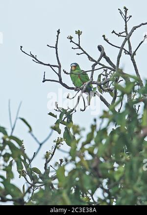 White-crowned Parrot (Pionus senilis) adult perched in tree-top  Pico Bonito, Honduras      February 2016 Stock Photo