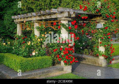 Rose Garden, University of British Columbia, Vancouver, British Columbia, Canada Stock Photo