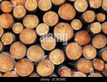 Detailed close up texture of stacked firewood with annual rings in high resolution Stock Photo
