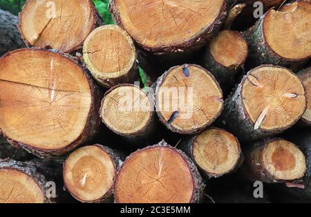 Detailed close up texture of stacked firewood with annual rings in high resolution Stock Photo