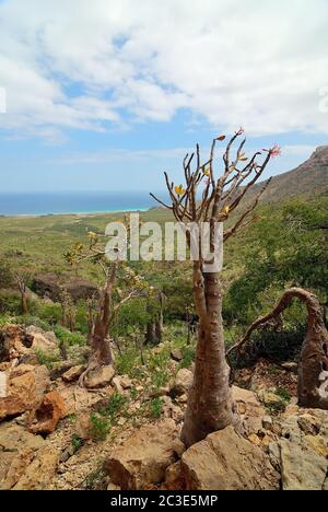 Flowering bottle tree is endemic tree adenium obesum of Socotra Island, Yemen. Indean ocean shore on background Stock Photo