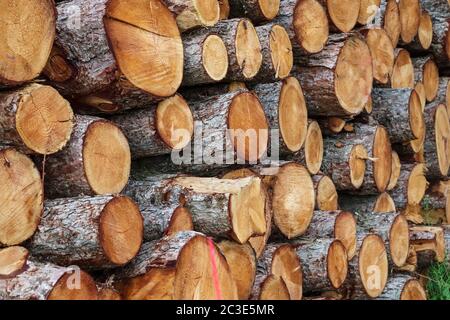 Detailed close up texture of stacked firewood with annual rings in high resolution Stock Photo